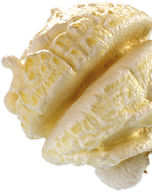 Popcorn Kernel